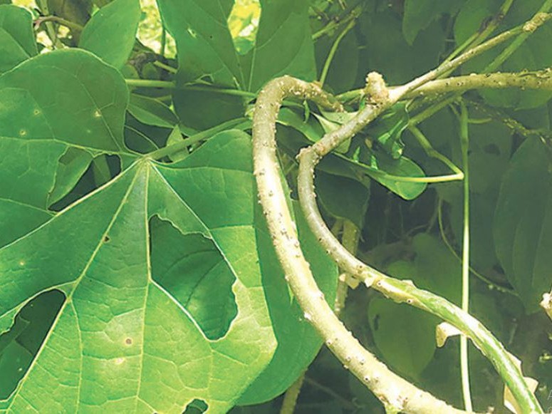 संरक्षण गरिँदै बागमती किनारका गुर्जो